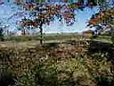 feild 4.JPG